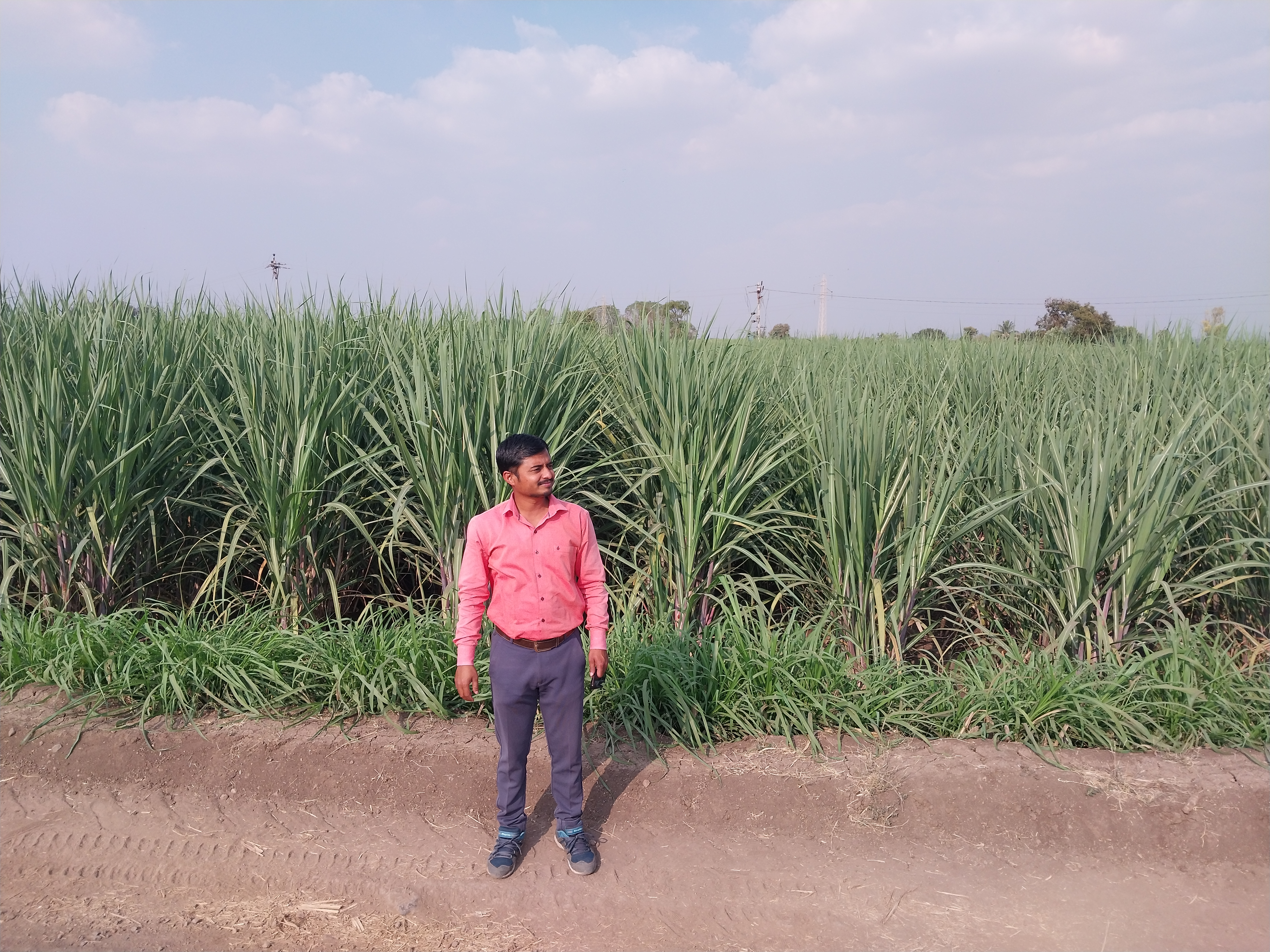Golden wheat field ready for harvest