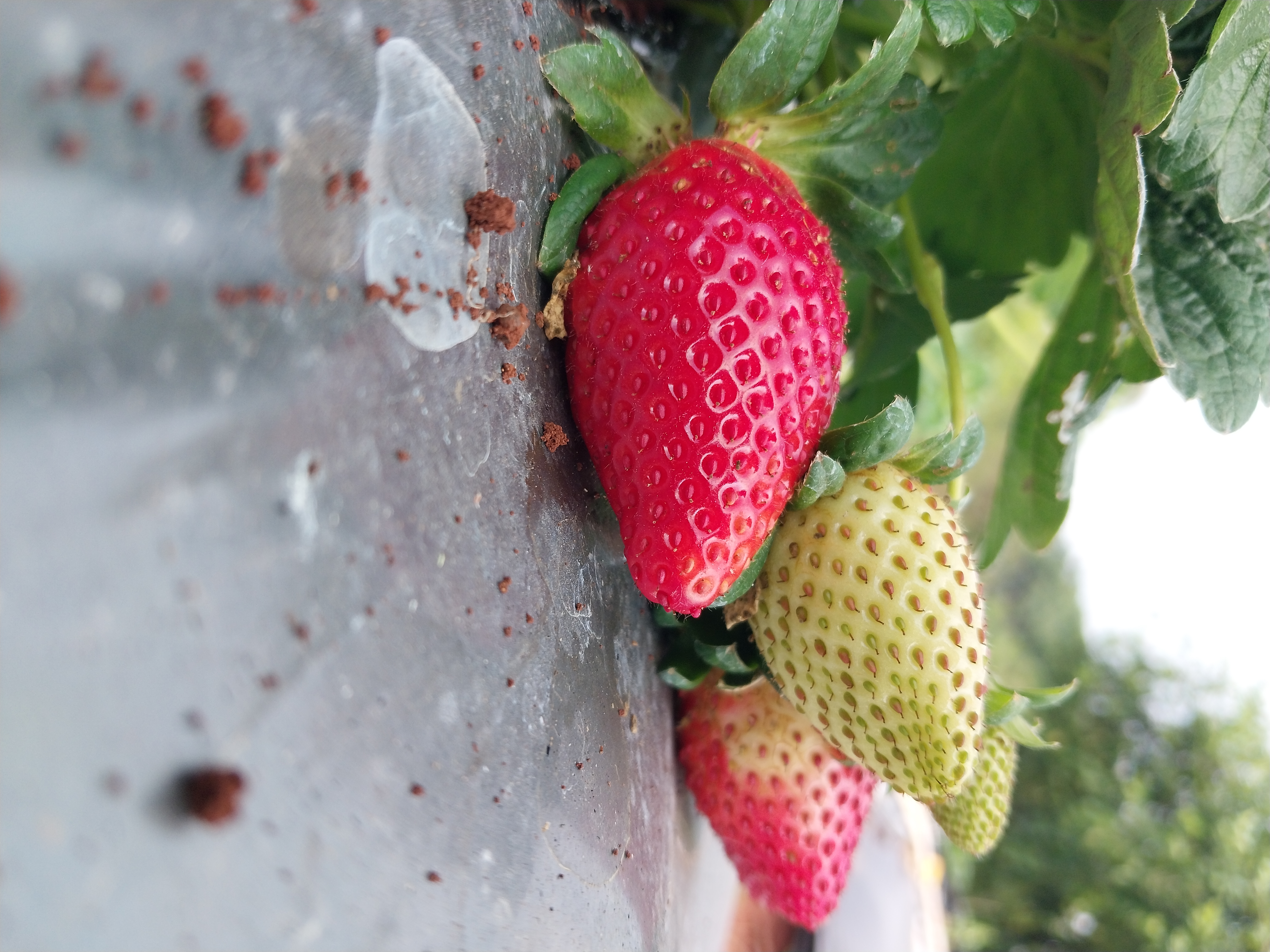 Rich fertile soil in farmer's hands