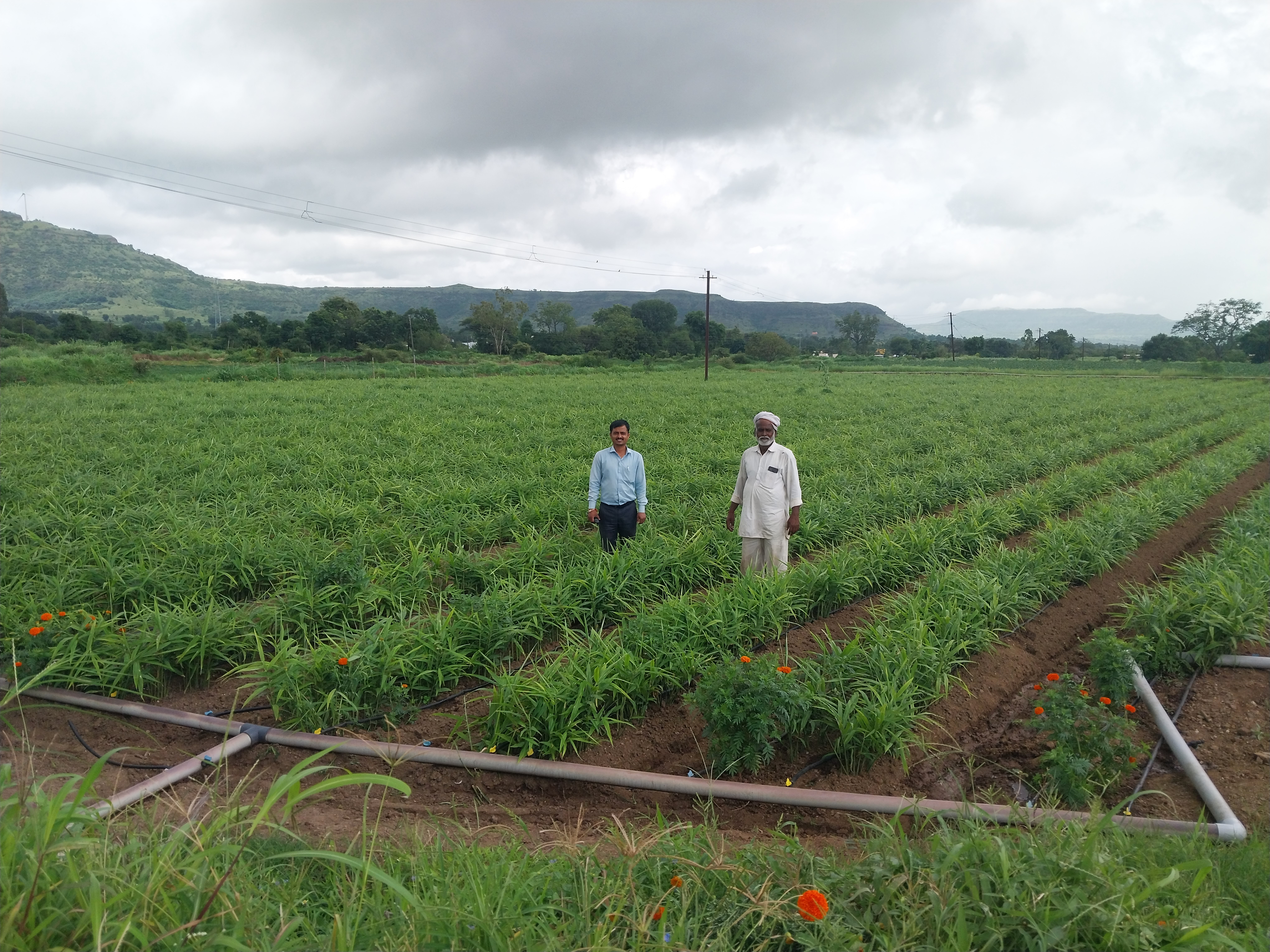 Modern sustainable farming practices