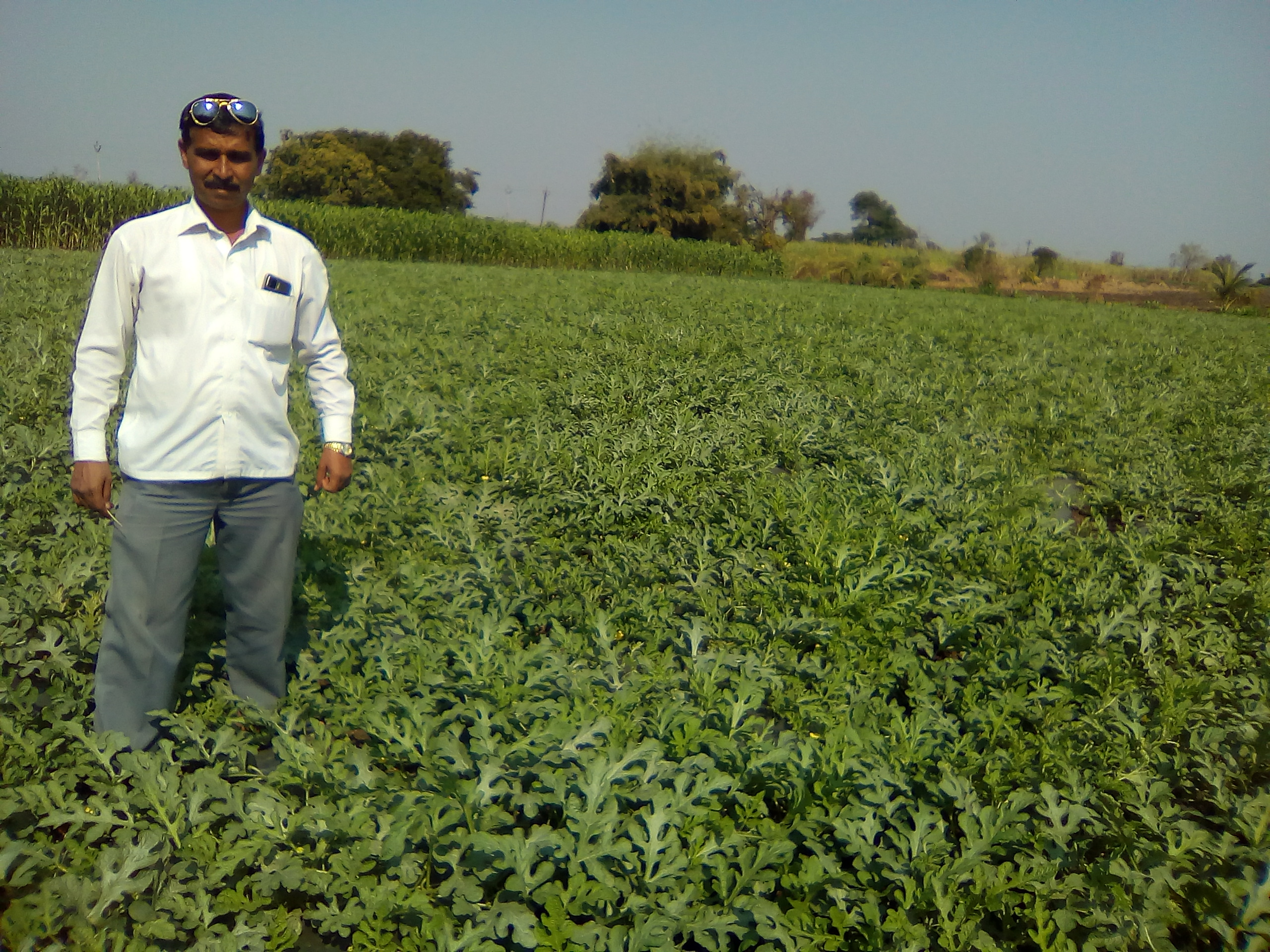 Vibrant green rice paddies